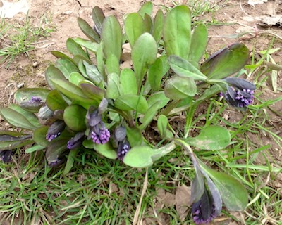 Photo of bluebells taken on March 24, 2013