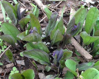 Photo of bluebells taken on March 17, 2013