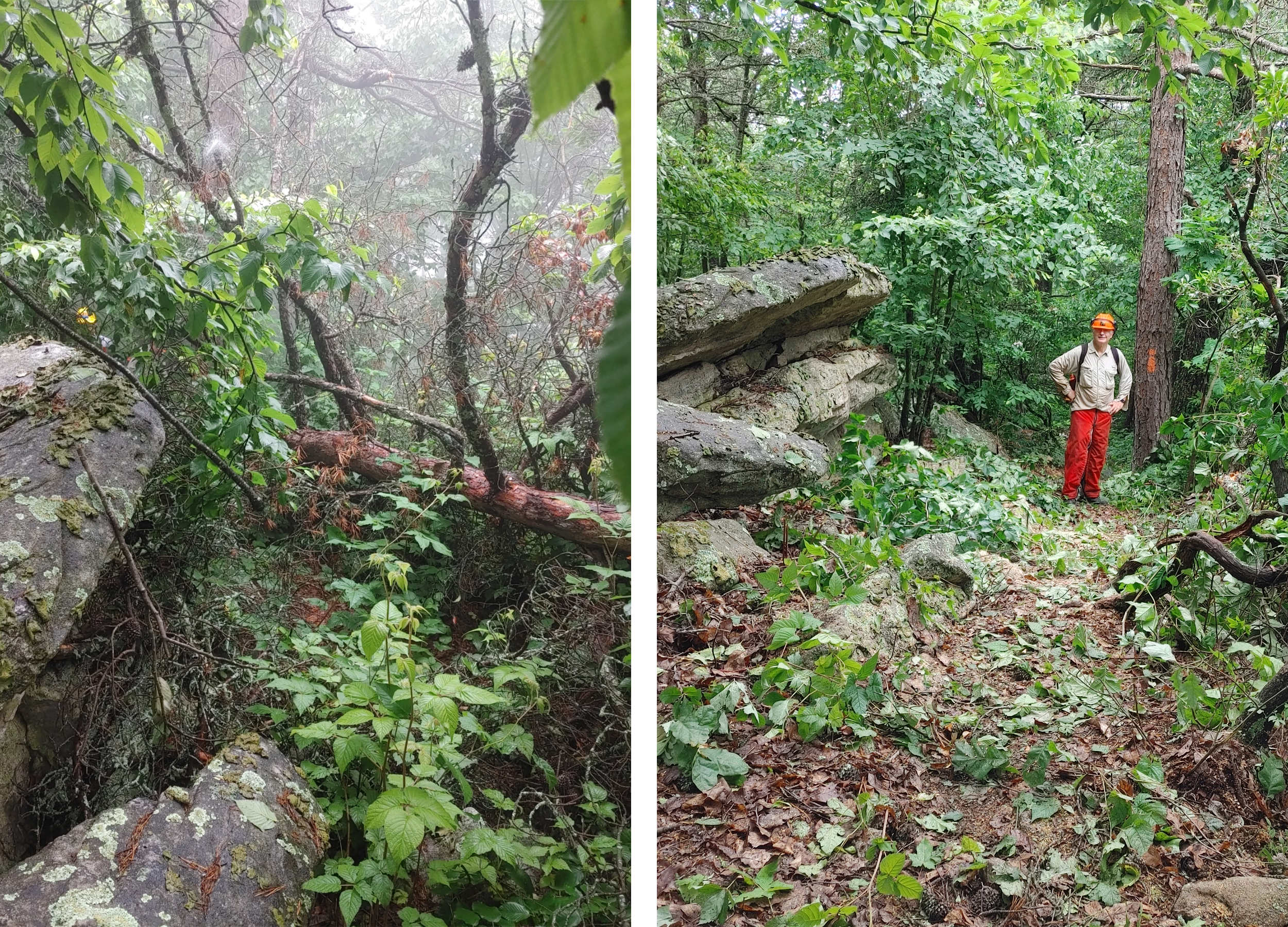 The large tree on Kerns Mountain, before and after Anstr Davidson cleared it