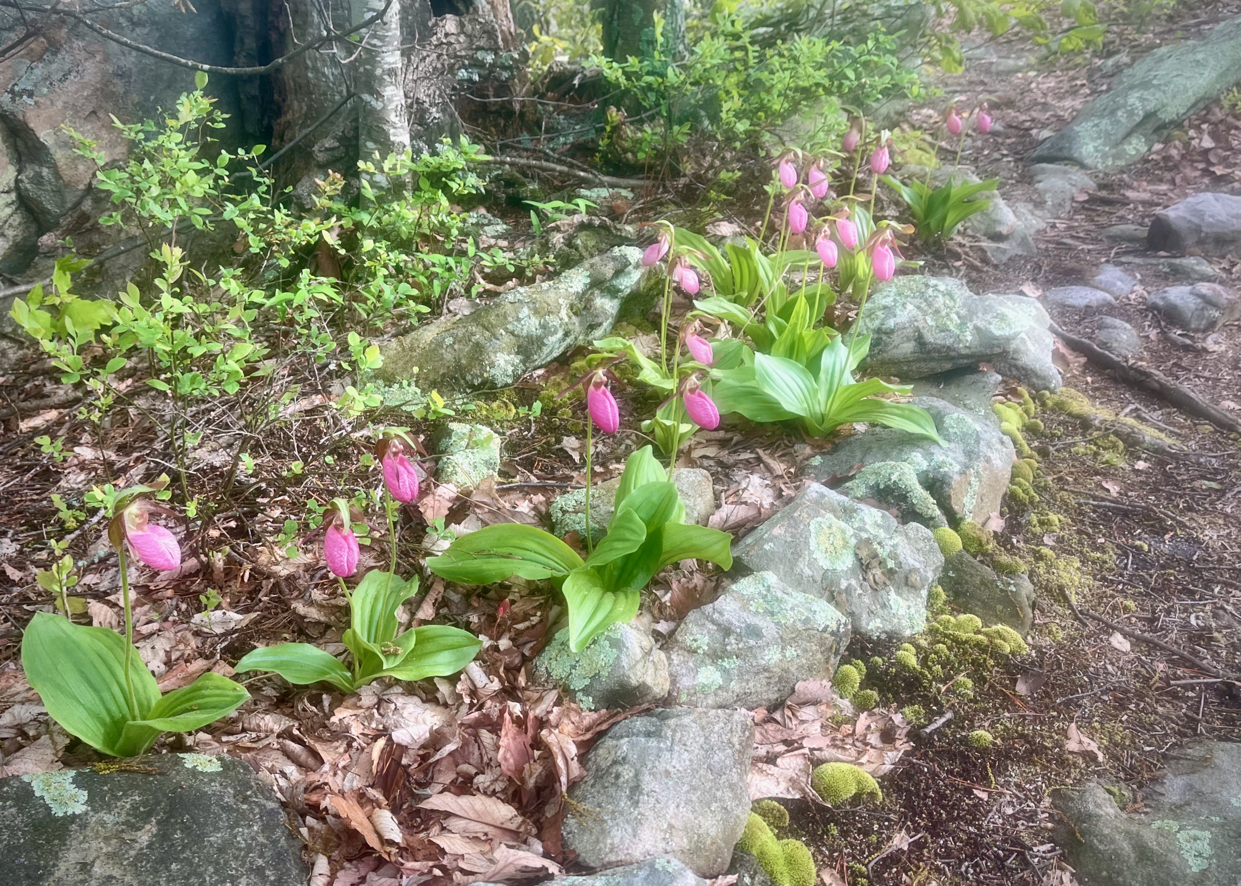 Pink lady slippers along the trail